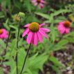 purple coneflower