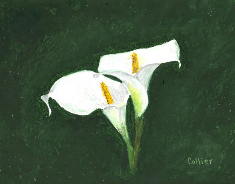 white lily